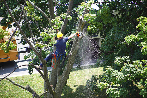 Reliable Goodman, MS Tree Care Solutions