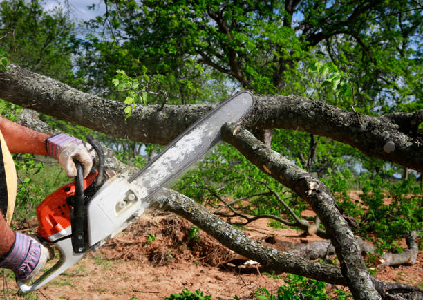 How Our Tree Care Process Works  in  Goodman, MS