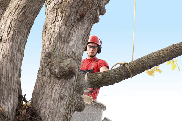 Mulching Services in Goodman, MS